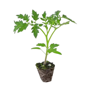 圣女果苗秧瀑布小番茄苗樱桃西红柿苗矮生黄色四季盆栽蔬菜苗