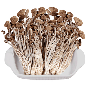 农家茶树菇干货500g不开伞广昌无硫熏新鲜茶薪菇干货包邮香菇