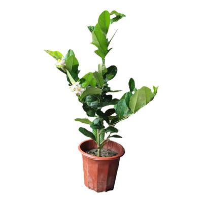 柠檬树苗广东香水柠檬苗无籽青柠檬四季香水柠檬盆栽庭院当年结果