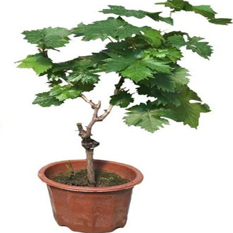 葡萄南北方种植阳台甜蜜蓝宝石