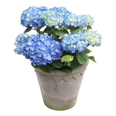 海蒂的花园花手鞠阳台庭院绣球苗