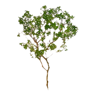 马醉木仿真树造景假植物装饰室内大型落地景观仿生真树橱窗装饰树