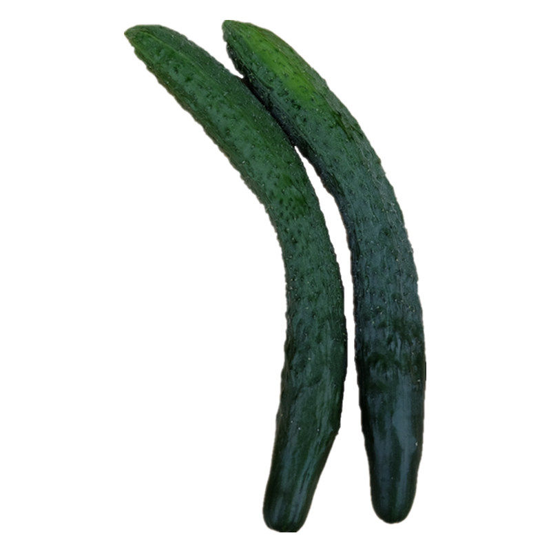 北京菜农自产新鲜蔬菜嫩黄瓜脆甜