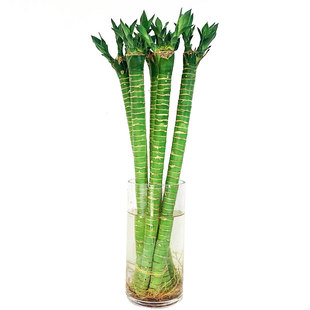 水养龙竹富贵竹水培带根观音竹转运竹 办公室内客厅桌面植物盆栽