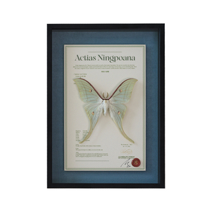 蝴蝶歌剧院｜原创绿尾大蚕蛾雌雄收藏级罕见标本生日礼物高级装饰