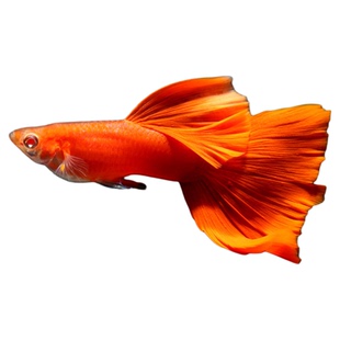 美国全红精品孔雀鱼热带淡观赏鱼纯种血红缎带白子大凤尾鱼活体鱼