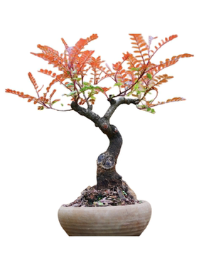 红芽净味驱蚊去甲醛清新观叶植物