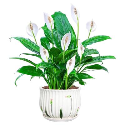 白掌盆栽一帆风顺绿萝箩花