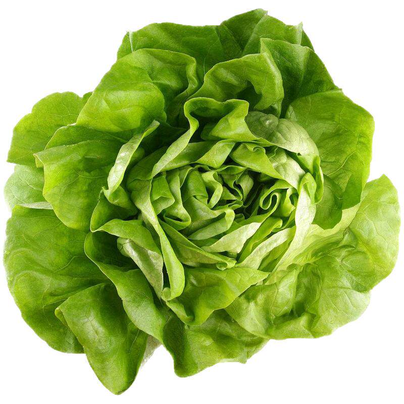 意大利四季易种奶油生菜