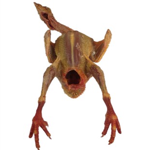 顺丰韶关高山放养土鸽新鲜三年老鸽子肉活发现杀5只带内脏老鸽蛋