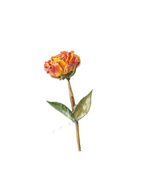 真花干花滴胶红玫瑰永生花胸针