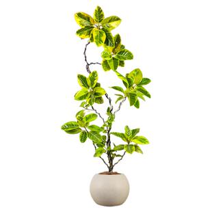黄金榕盆栽客厅高级感绿植花叶橡皮树室内大型植物高山榕造型好养