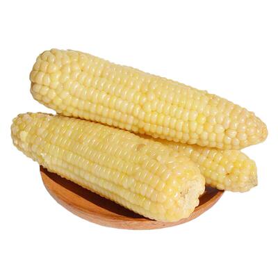 2025年头茬东北小黄粘黄糯玉米2200克真空10棒4.5斤软糯产地直发