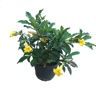 黄蝉花苗金蝉花盆栽耐热花多植物黄莺花小黄蝉庭院阳台好养耐热