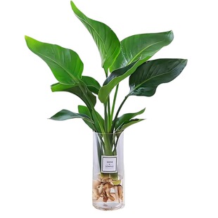 天堂鸟水培盆栽花卉植物室内客厅绿植桌面鹤望兰四季好养活吸甲醛