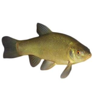 特大丁桂鱼苗淡水养殖欧洲丁贵鱼观赏丁穗鱼苗批发草鱼花白鲢鳙鱼