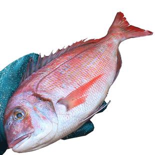 深海加吉鱼5斤新鲜红鲷鱼鲜活冷冻铜盆鱼海鲜水产品东海整条少刺