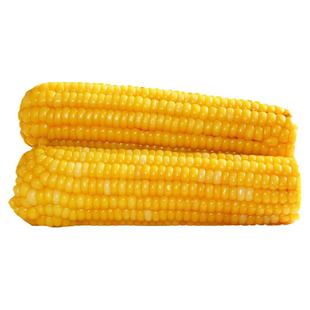 析芮东北有机黄糯玉米10根*250g 真空袋装加热即食甜粘黏新鲜粗粮