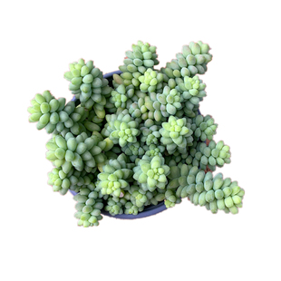 清棚多肉植物大群 玉坠 新玉缀 玉串 群生多肉植物  室内阳台盆栽