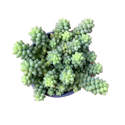 清棚多肉植物大群室内阳台新玉缀