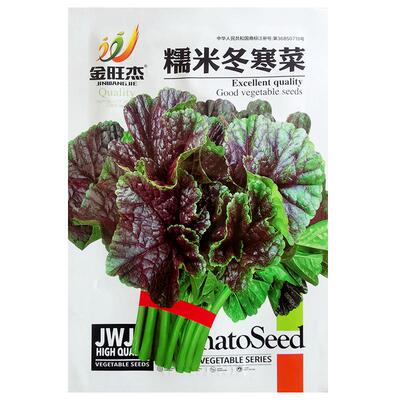 田园蔬菜糯米冬寒菜早熟耐寒耐湿