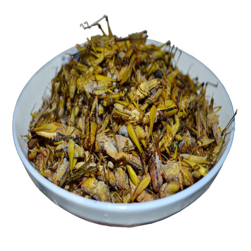 贵州蚱蜢冰鲜发货正宗稻田蝗虫