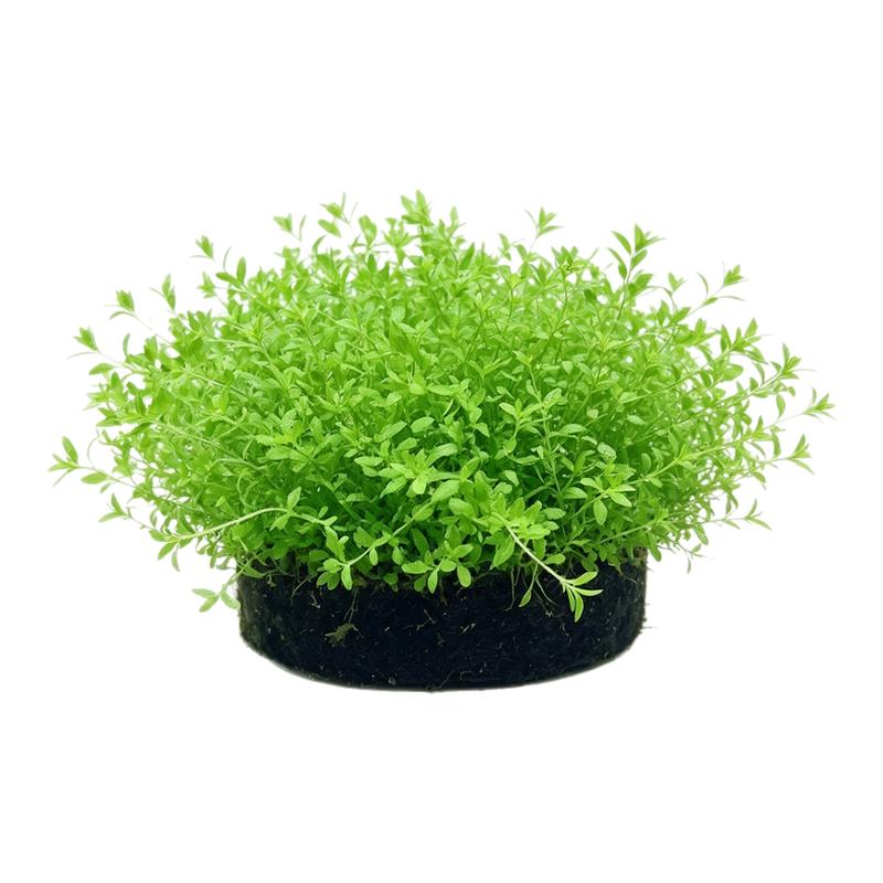 艾伦的水草造景日本高珍珠水下叶草缸中后景神奇的水草无二氧化碳