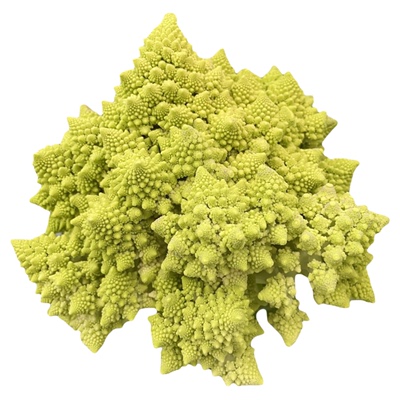 荷兰bejo白金宝塔菜种子