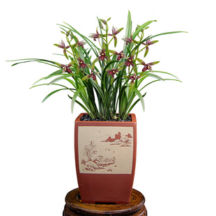 德芳兰业兰花苗建兰小国魂逸红双娇浓香室内阳台花卉绿植盆栽