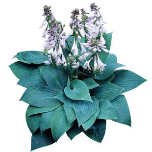 蓝耳加拿大蓝玉簪裸根苗耐阴耐寒庭院花园多年生绿植物种球根预售