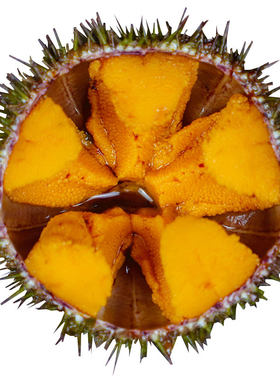 大马粪海胆鲜活即食1斤3个小平岛大连海鲜鲜活海胆新鲜水产刺身
