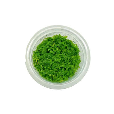 无菌杯阴性后景高珍珠水草