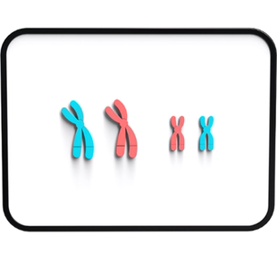 磁吸式减数分裂中染色体变化模型组件DNA遗传规律染色体交叉互换