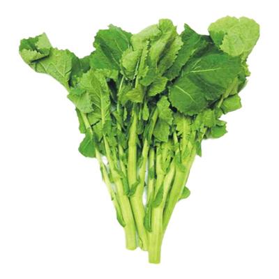 四川青油菜苔新鲜现摘