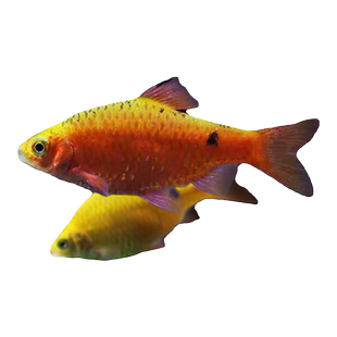 金元宝鱼玫瑰鲫鱼招财观赏鱼闯缸新手好养耐活低温小型鱼草缸鱼苗