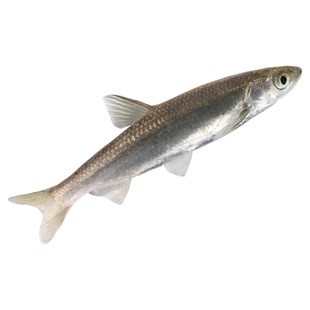 重庆白条鱼餐条鱼原生鱼冷水鱼淡水鱼溪流鱼观赏鱼标杆子野刁子鱼