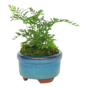 苔藓微景观室内蕨类植物超迷你小盆栽桌面绿植摆件办公室狼尾蕨