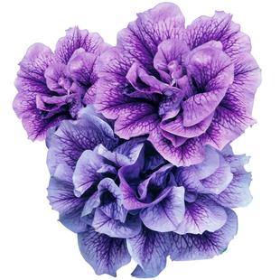 花彩重瓣矮牵牛花苗盆栽带花苞大苗冰淡紫阳台垂吊庭院易爆花量大