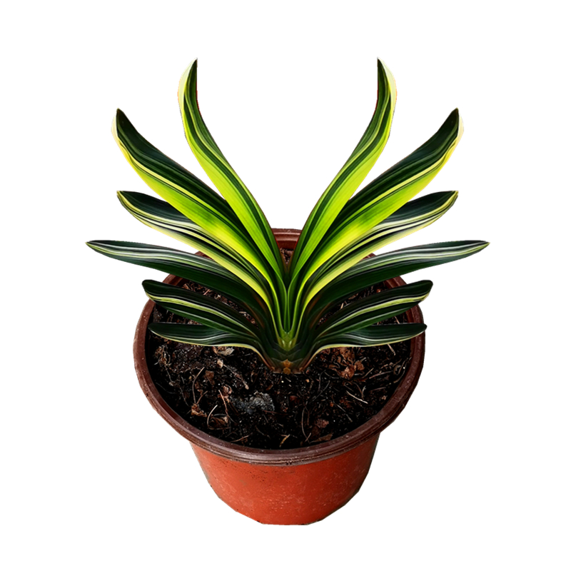 长春精品君子兰盆栽金丝彩短叶宽叶鸳鸯彩兰覆轮国兰小苗花卉