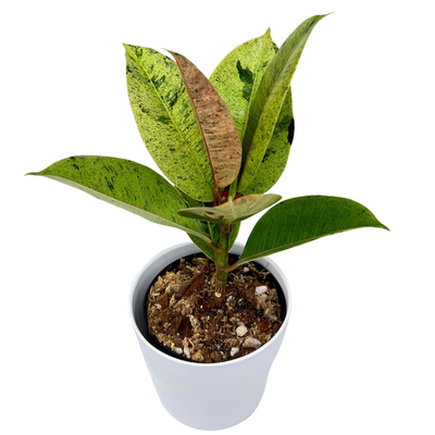 雀斑小姐Ficusmarble进口植物