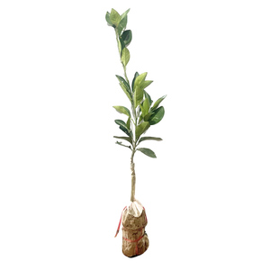 冰糖橙子树苗嫁接廉江红橙树苗清甜无籽带土南北方盆栽地栽包成活