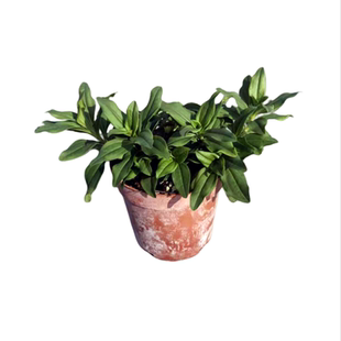 麻叶泽兰  花叶泽兰  丝叶泽兰'优雅之羽“花苗 花园宿根花卉植物