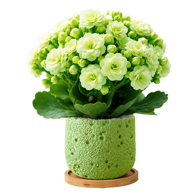 富贵多财吉祥长寿花卉