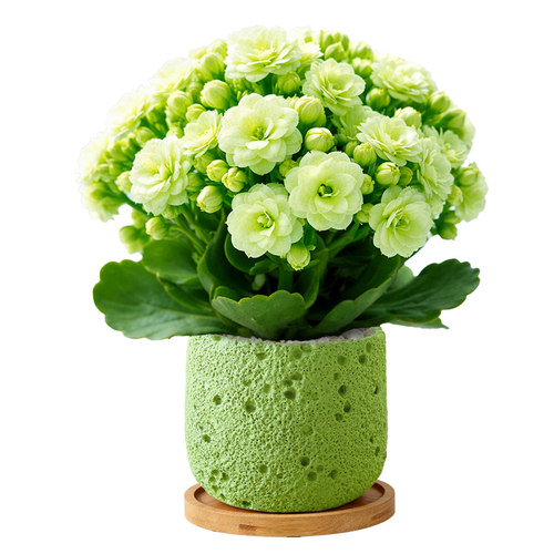 长寿花盆栽带花苞客厅室内绿色花卉绿植物办公室桌面盆景重瓣花苗
