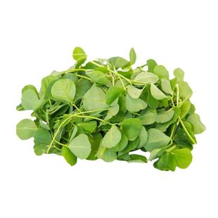 草头种籽金花菜草头种子大叶中叶黄花孑上海苜蓿籽种菜籽籽种