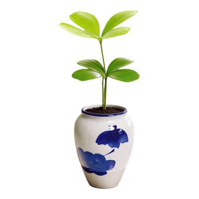 墨西哥铁室内办公桌四叶草迷你