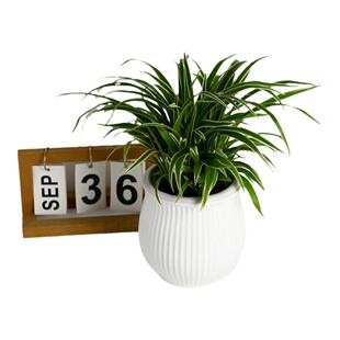 金边吊兰盆栽 室外庭院花盆阳台四季常青净化空气花卉绿植 好养