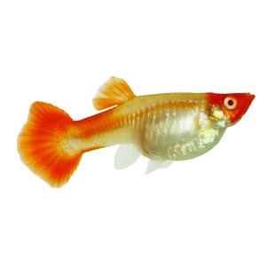 孔雀鱼孕母临产大肚母鱼带孕孔雀鱼下崽鱼孕母孔雀鱼下崽狂魔鱼