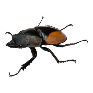 真昆虫未整姿派瑞圆翅锹甲标本原湿虫手工DIY造景材料生物收藏