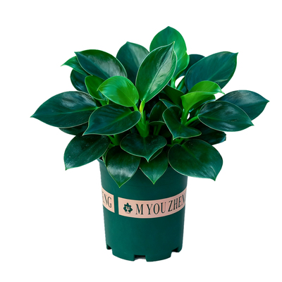 金钻盆栽绿公主净化空气植物